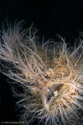 "Hairy Monster" The wonderful Hairy Frogfish on Hairball ... by Debi Henshaw 